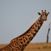  The Serengeti, TZ